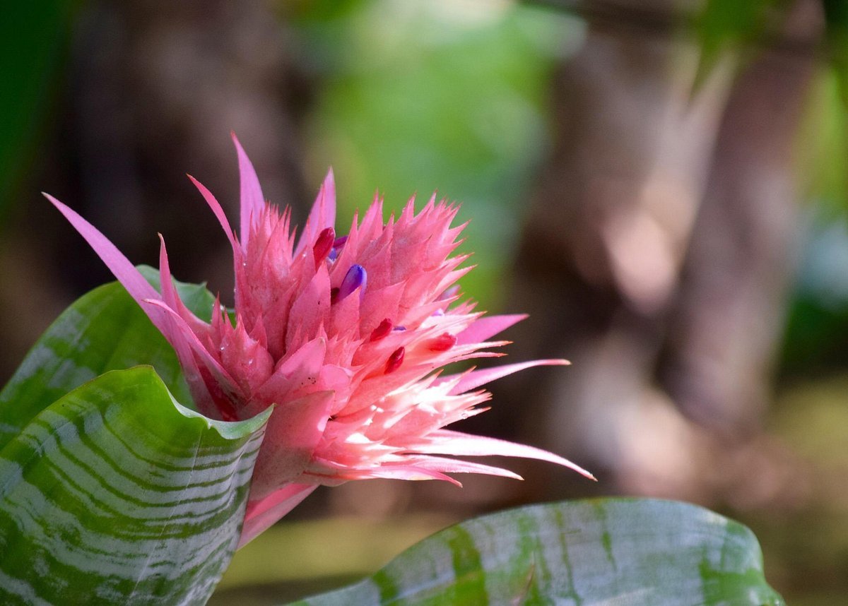 🌳 히미시 해빈식물원 시사이드 파크 (히미시 카이힌 쇼쿠부츠엔 시-사이도 파-쿠) 이미지 4